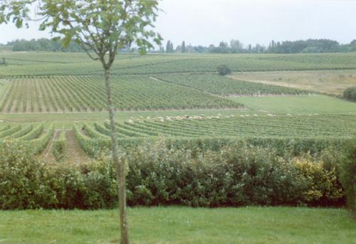 vign17